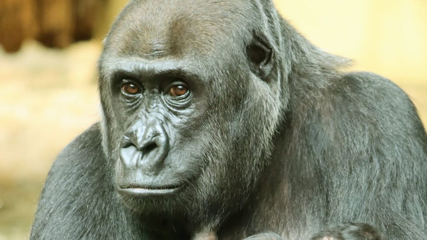 Zoo Berlin: Ein Gorilla-Nachwuchs wurde am Mittwoch leblos im Arm der Mutter entdeckt.
