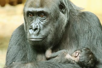 Zoo Berlin: Ein Gorilla-Nachwuchs wurde am Mittwoch leblos im Arm der Mutter entdeckt.