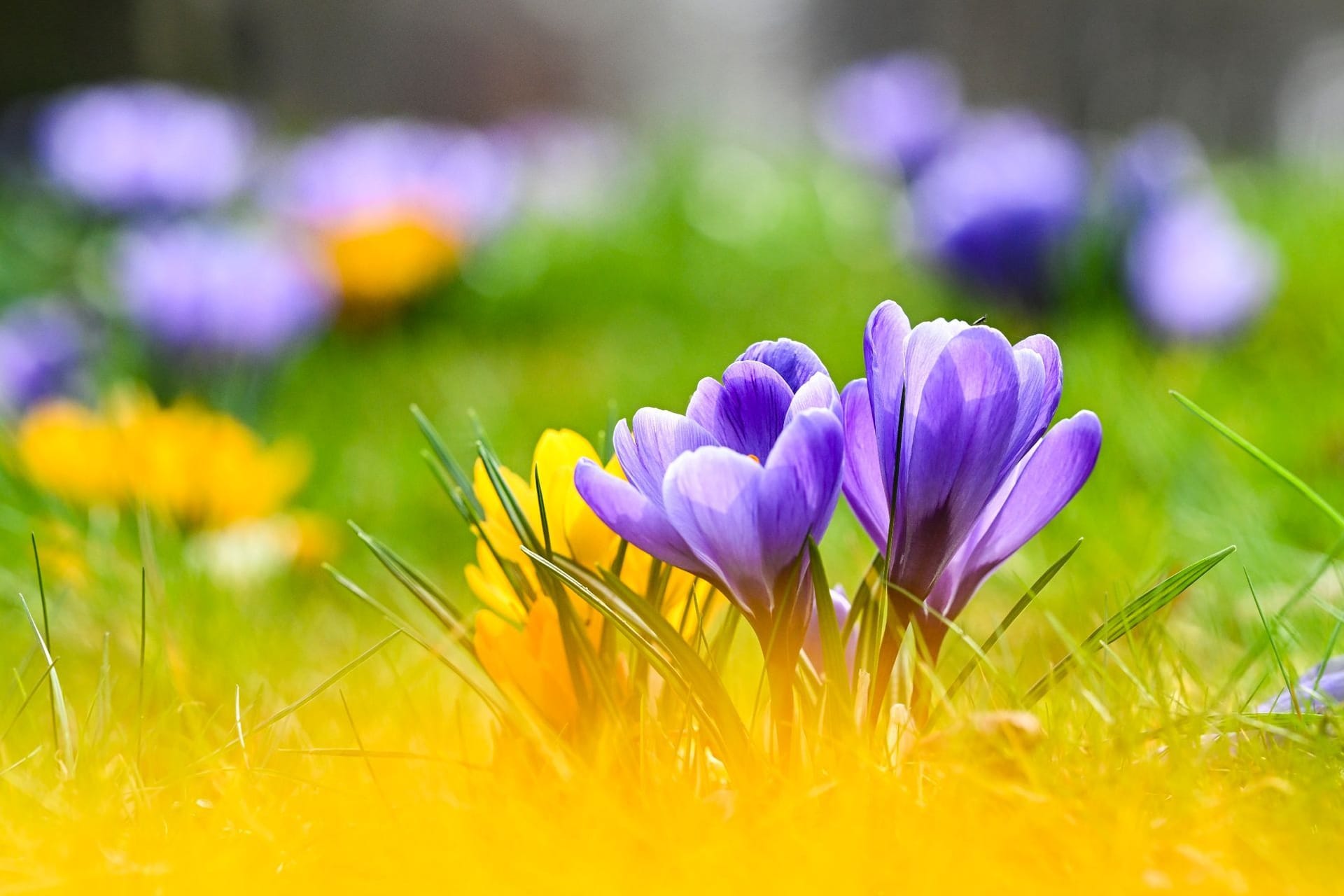 Krokusse als Frühlingsboten