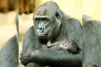 Gorilladame Djambala hält im Zoo ihr erstes Kind in den Armen: Das Gorillababy kam in der Nacht zu Montag auf die Welt.