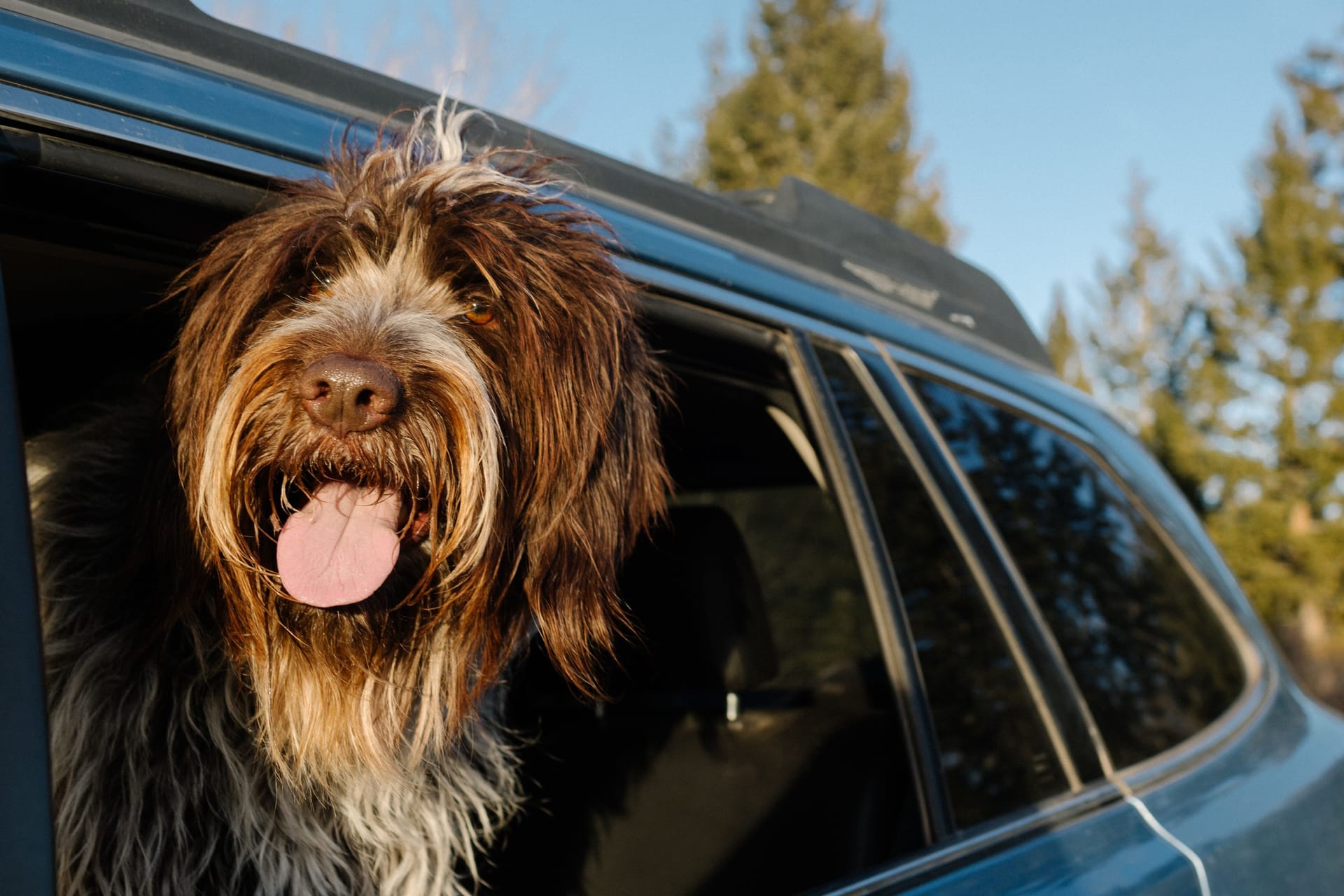 Bellende Ladung: Der Hund darf nur gut gesichert mitfahren. Aber wie?