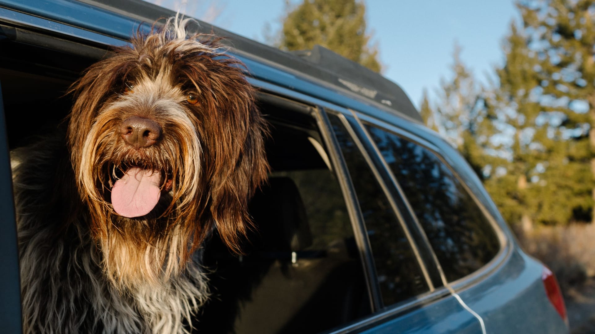 Bellende Ladung: Der Hund darf nur gut gesichert mitfahren. Aber wie?