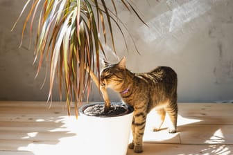 The cat sniffs and nibbles the house plant dracaena in the interior. Damage to a potted plant by a pet, danger of poisoning by poison for a pet