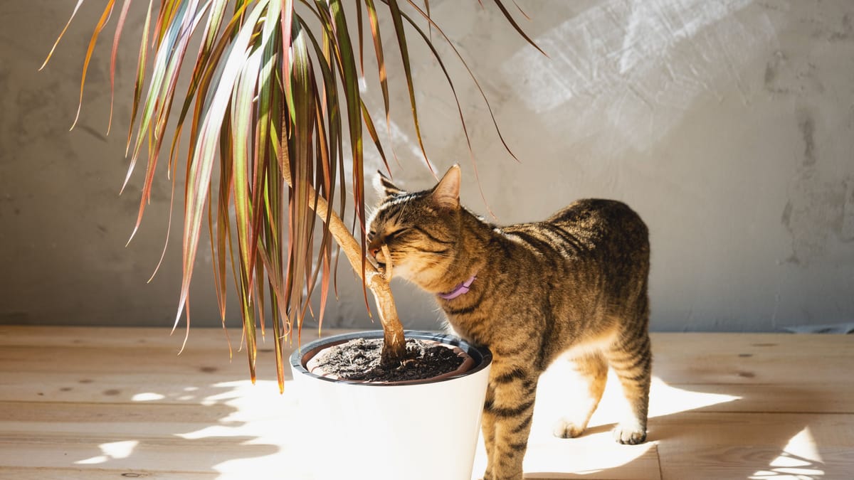 Drachenbaum Ist die Dracaena giftig für Katzen?