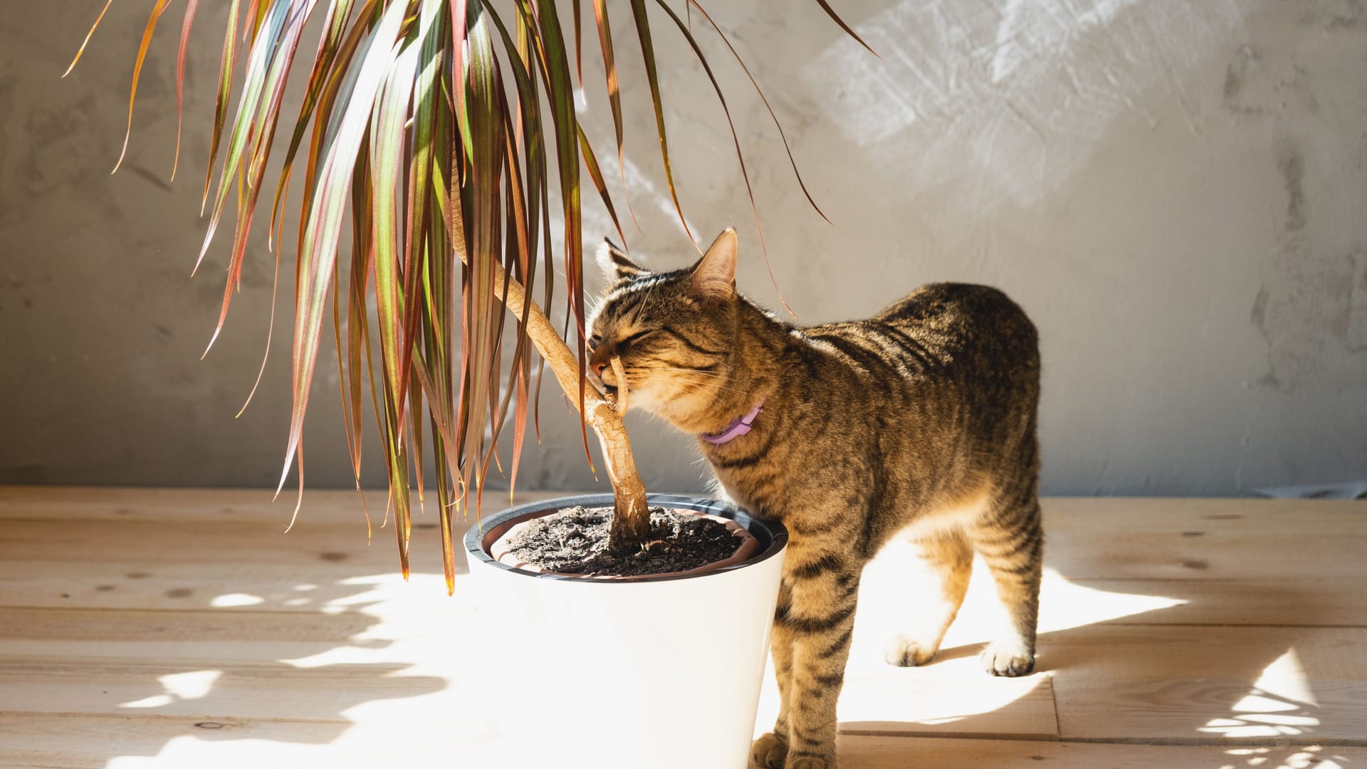 The cat sniffs and nibbles the house plant dracaena in the interior. Damage to a potted plant by a pet, danger of poisoning by poison for a pet