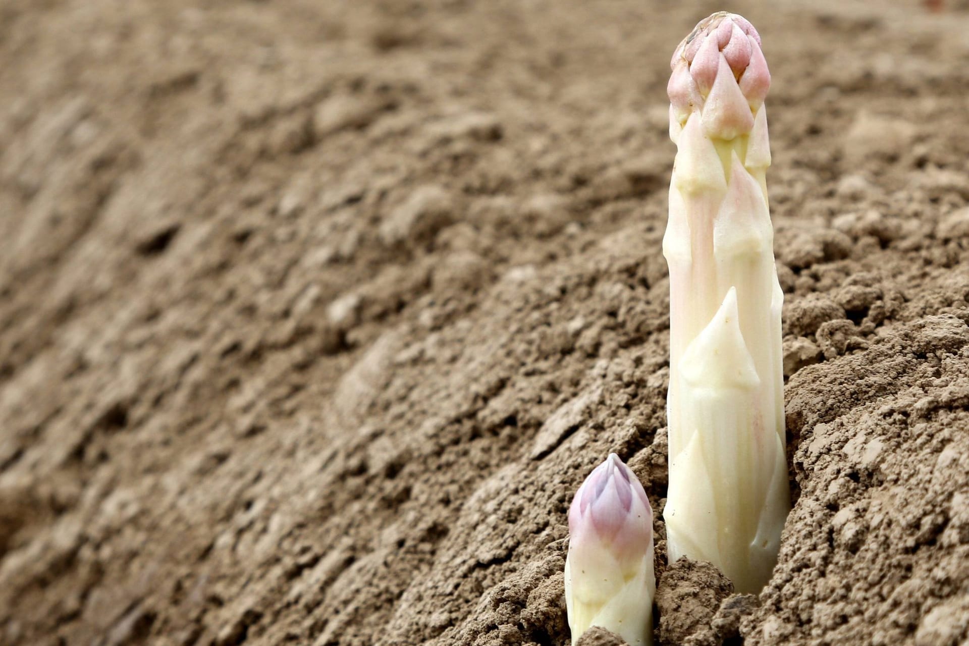 Spargelstange in der Erde (Symbolbild): Die Anbaufläche für Spargel ist 2023 leicht zurückgegangen.