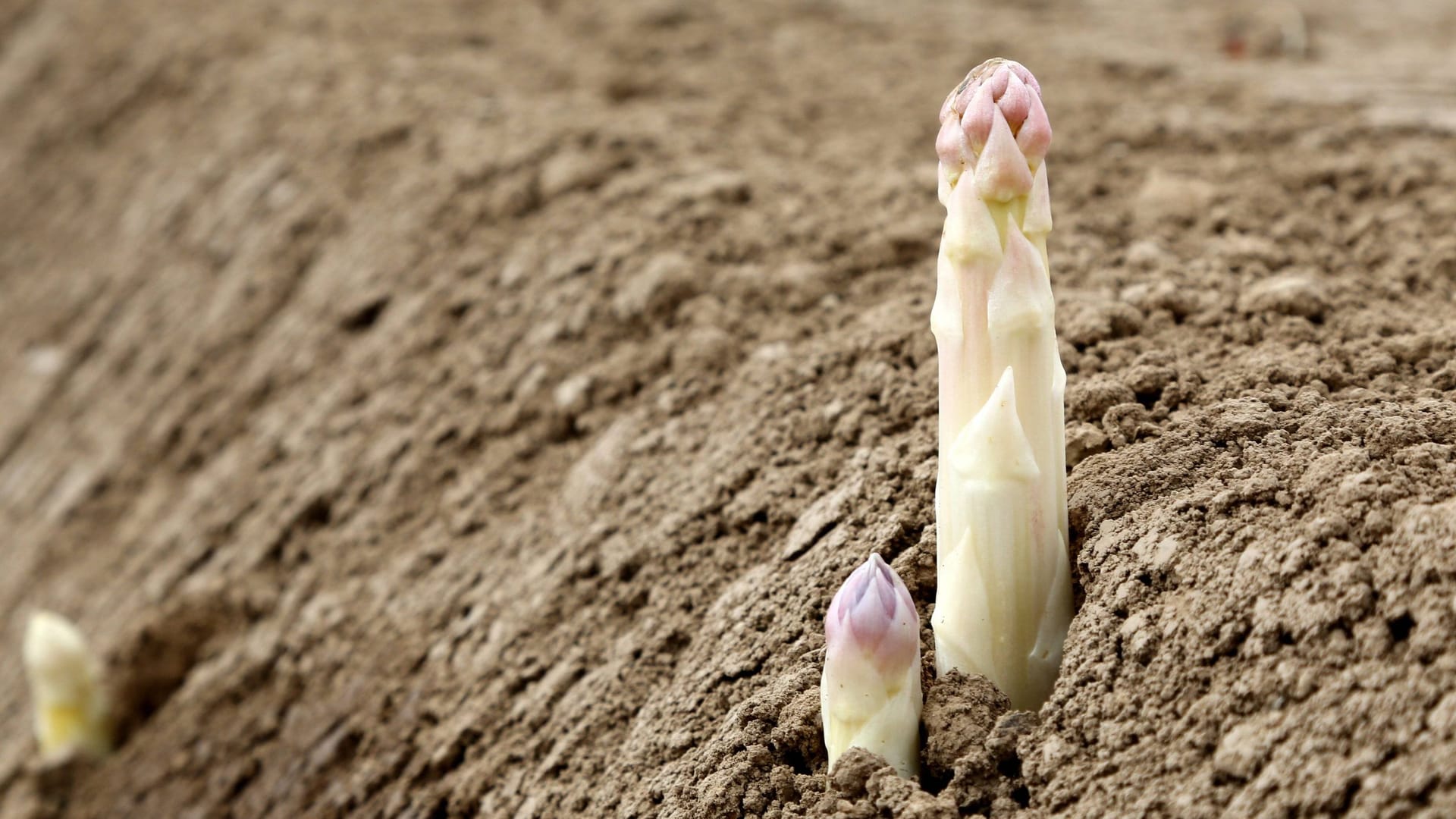 Spargelstange in der Erde (Symbolbild): Die Anbaufläche für Spargel ist 2023 leicht zurückgegangen.