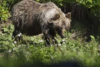 Braunbär in der Slowakei (Archivbild): Ein Bär der zuvor fünf Menschen verletzt haben soll, ist erschossen worden.