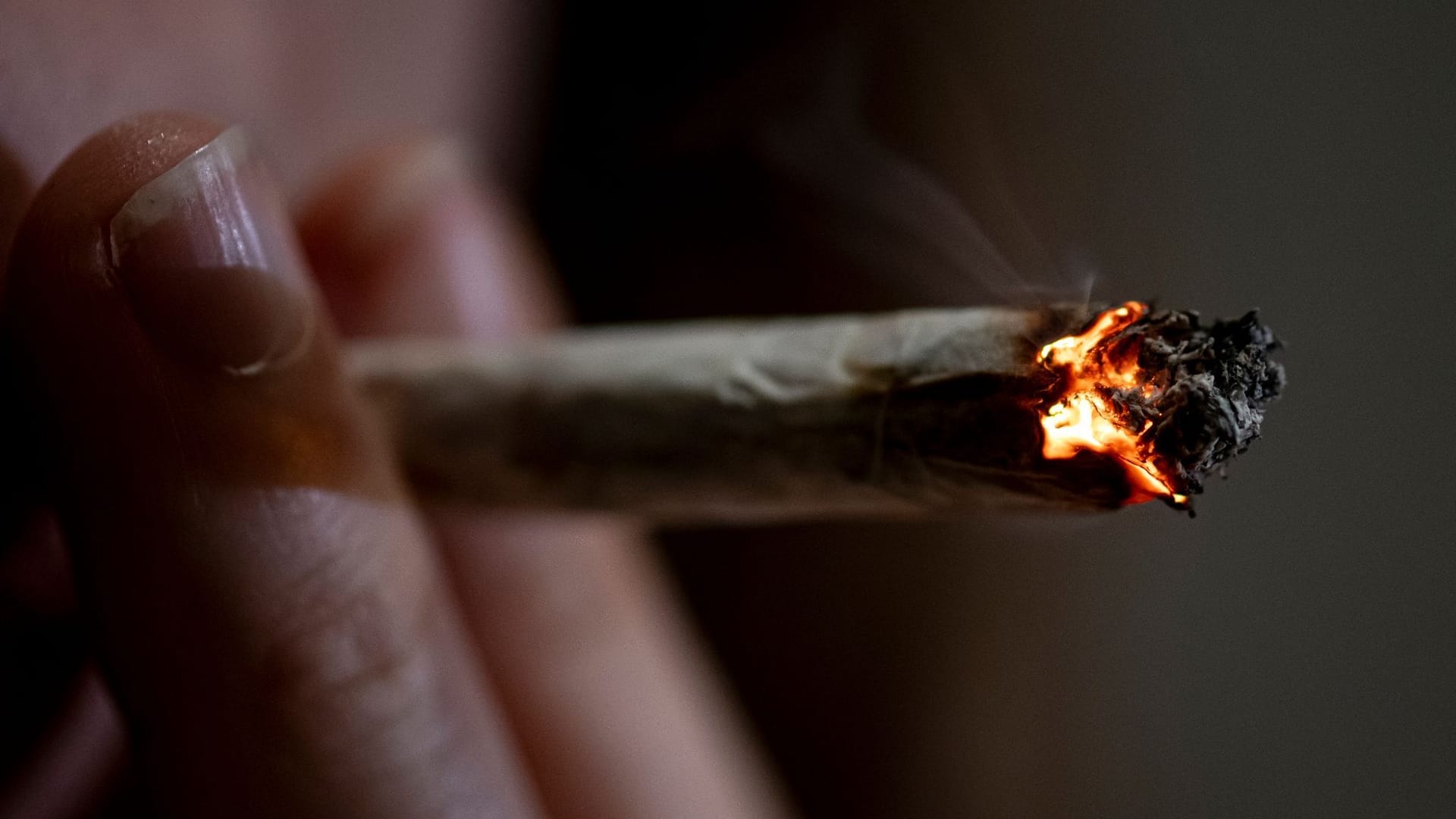 Cannabis Cannabis