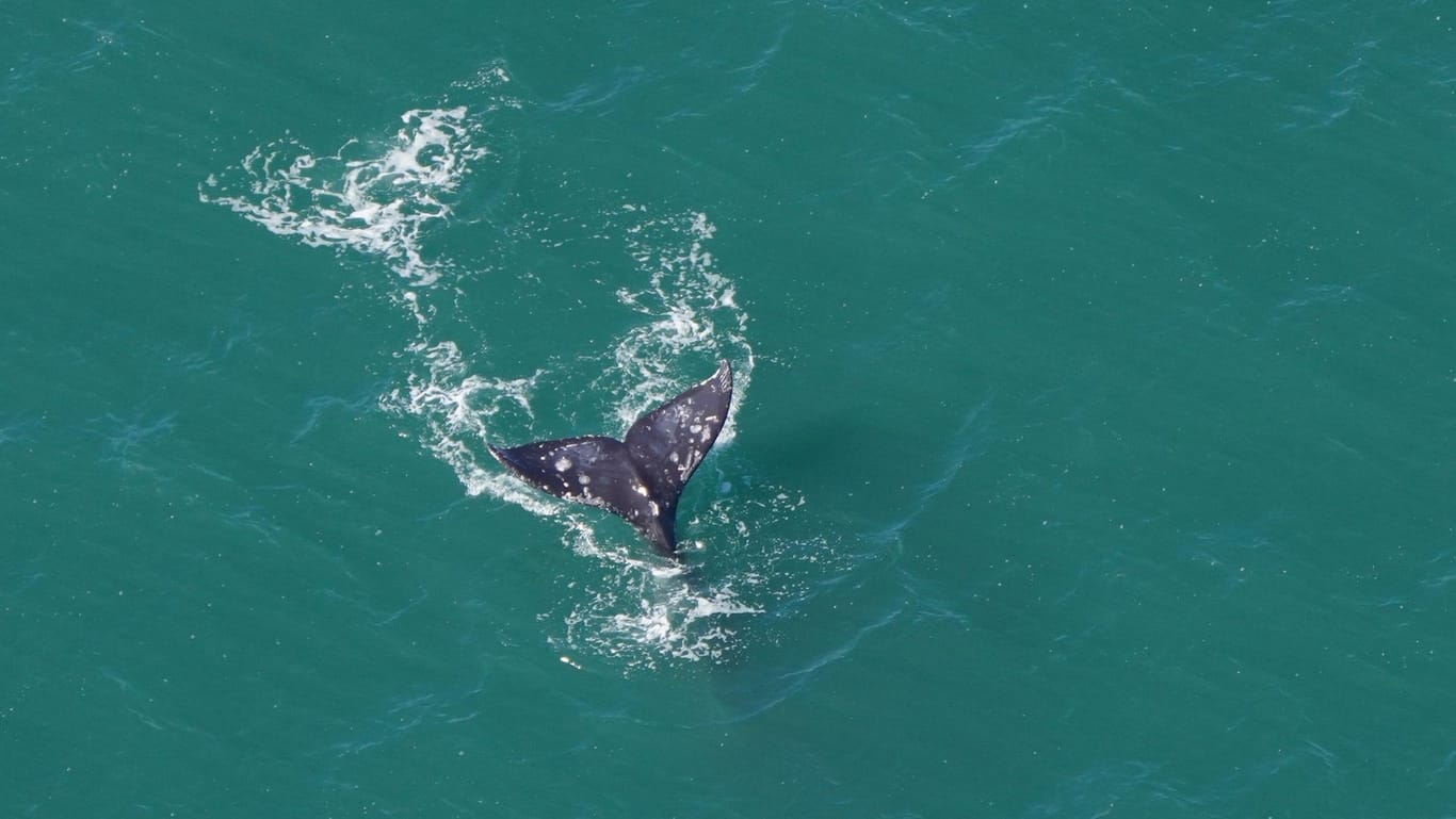 Die Schwanzflosse des Grauwals: Die Forscher freuten sich über die Sichtung.