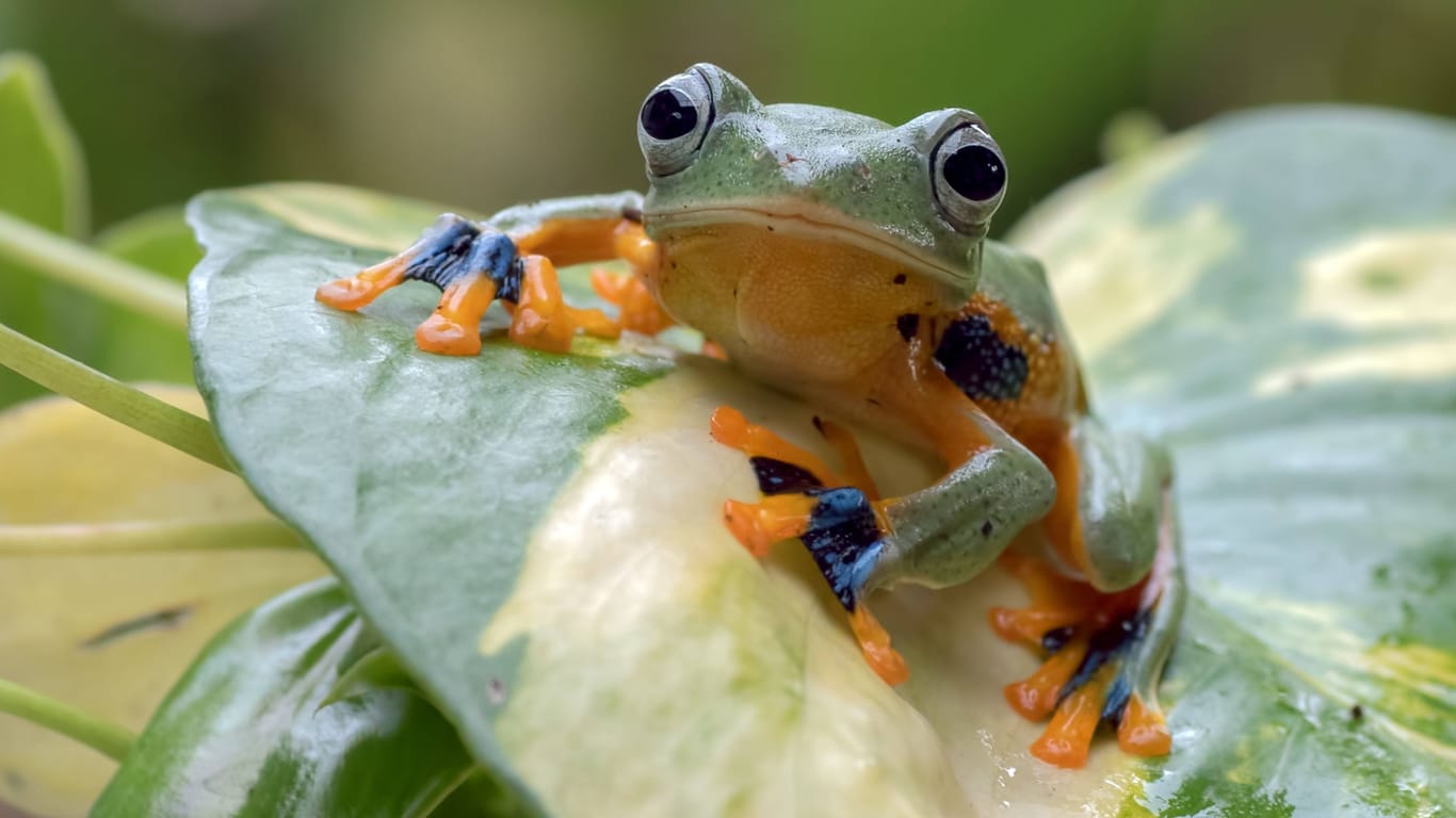 Ein Frosch in Indonesien (Archivbild): Die Tiere sind ein wichtiger Teil des Ökosystems.