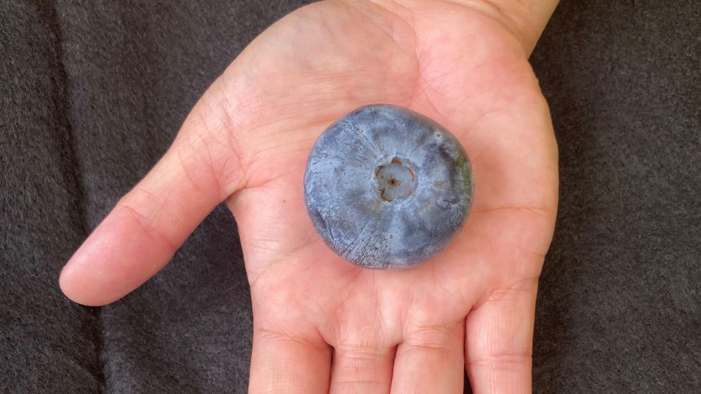 Die schwerste Blaubeere der Welt:r Hand. Die Frucht ist etwa so groß wie ein Tischtennisball.