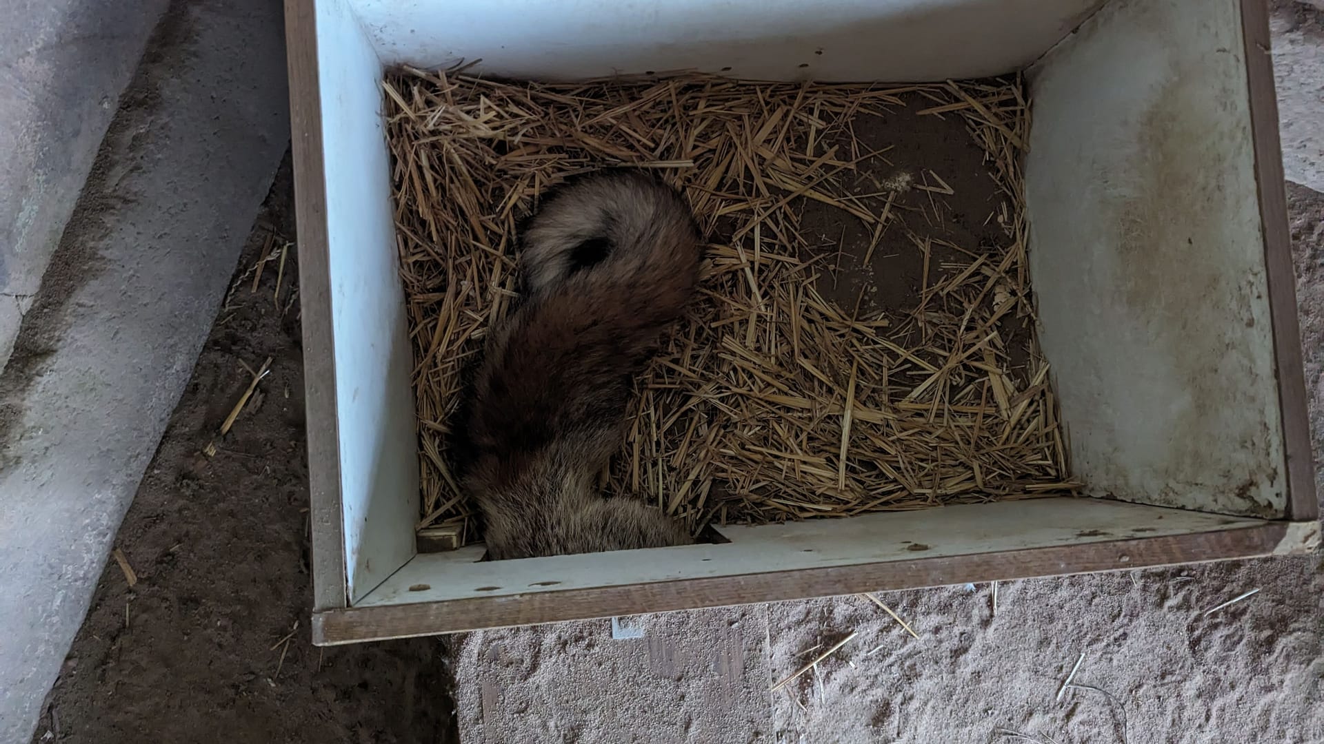 Rotfuchs Emil schläft in seiner Box. Vom Besuch lässt er sich nicht stören