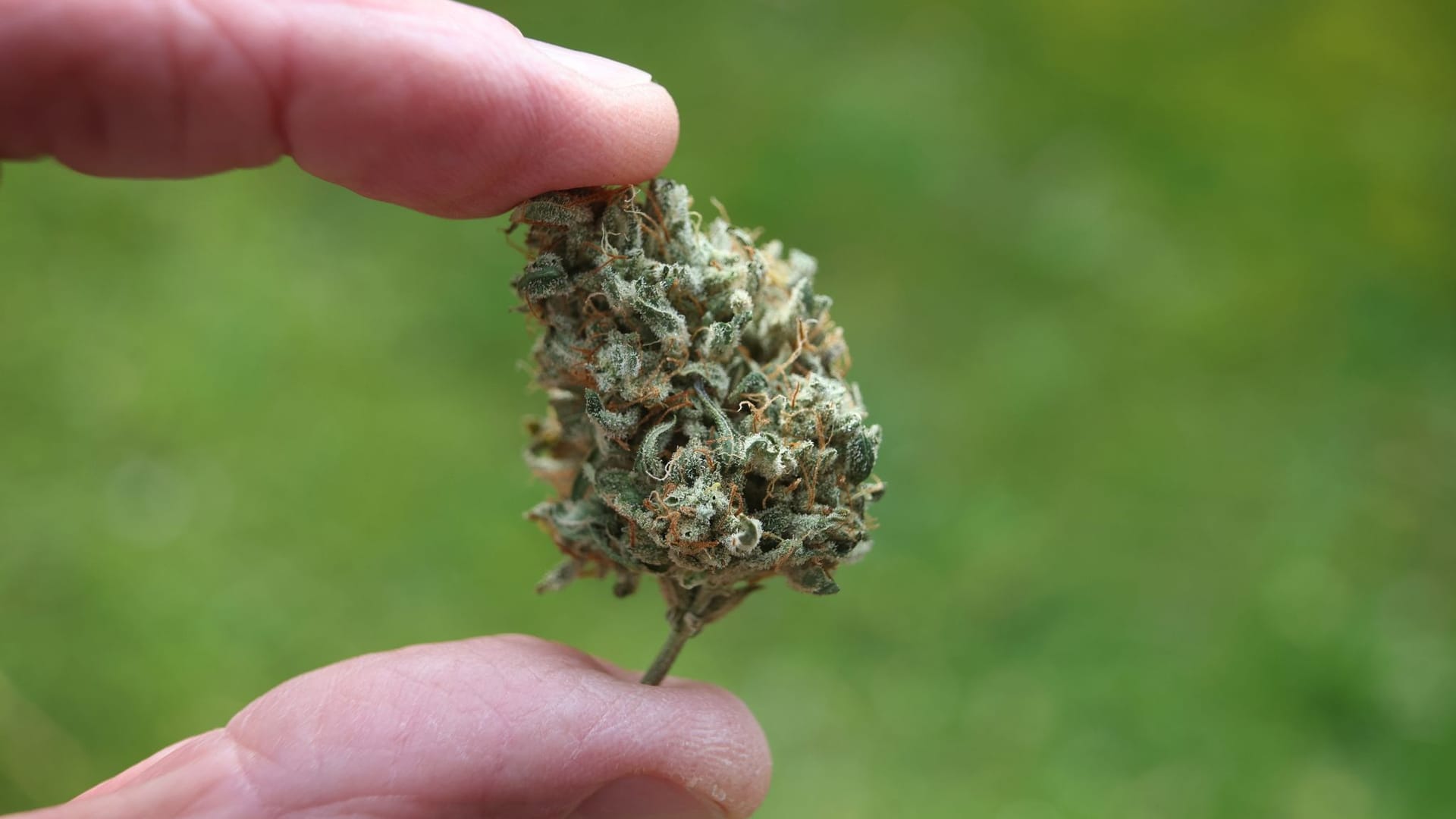 Cannabis Cannabis