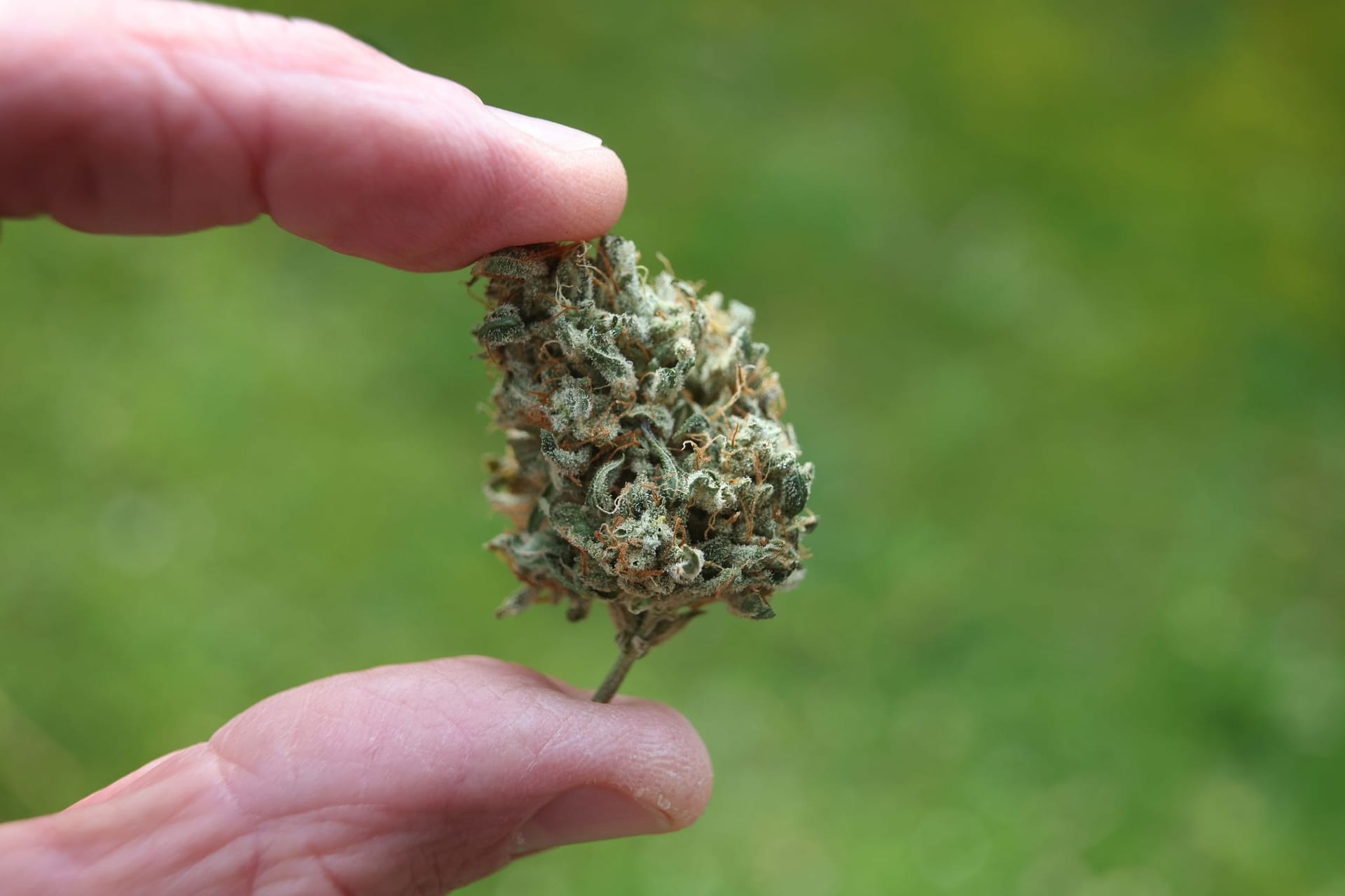Cannabis
