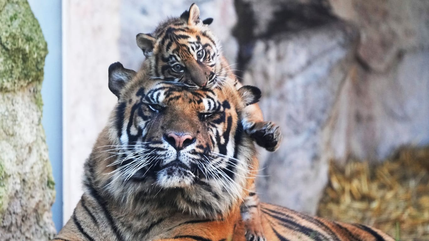 Kala, ein Sumatra-Tigerbaby, macht zusammen mit ihrem Vater Kasih die ersten Schritte im Außenbereich des Zoos.