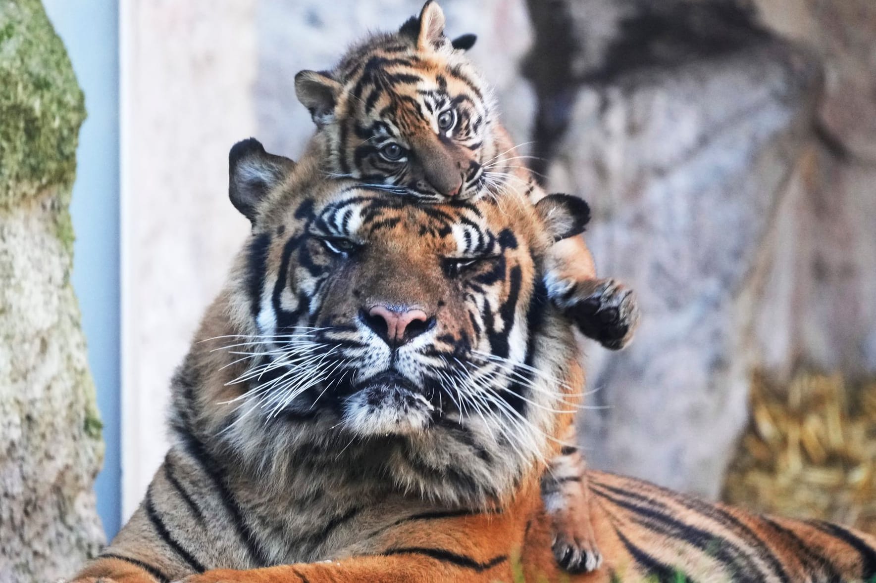 Kala, ein Sumatra-Tigerbaby, macht zusammen mit ihrem Vater Kasih die ersten Schritte im Außenbereich des Zoos.