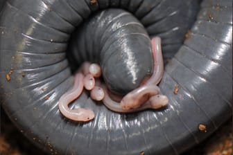 Siphonops annulatus: Die Schlüpflinge des wurmartigen Amphibiums drängen sich an der Stelle, an der die Mutter eine milchige Flüssigkeit absondert.