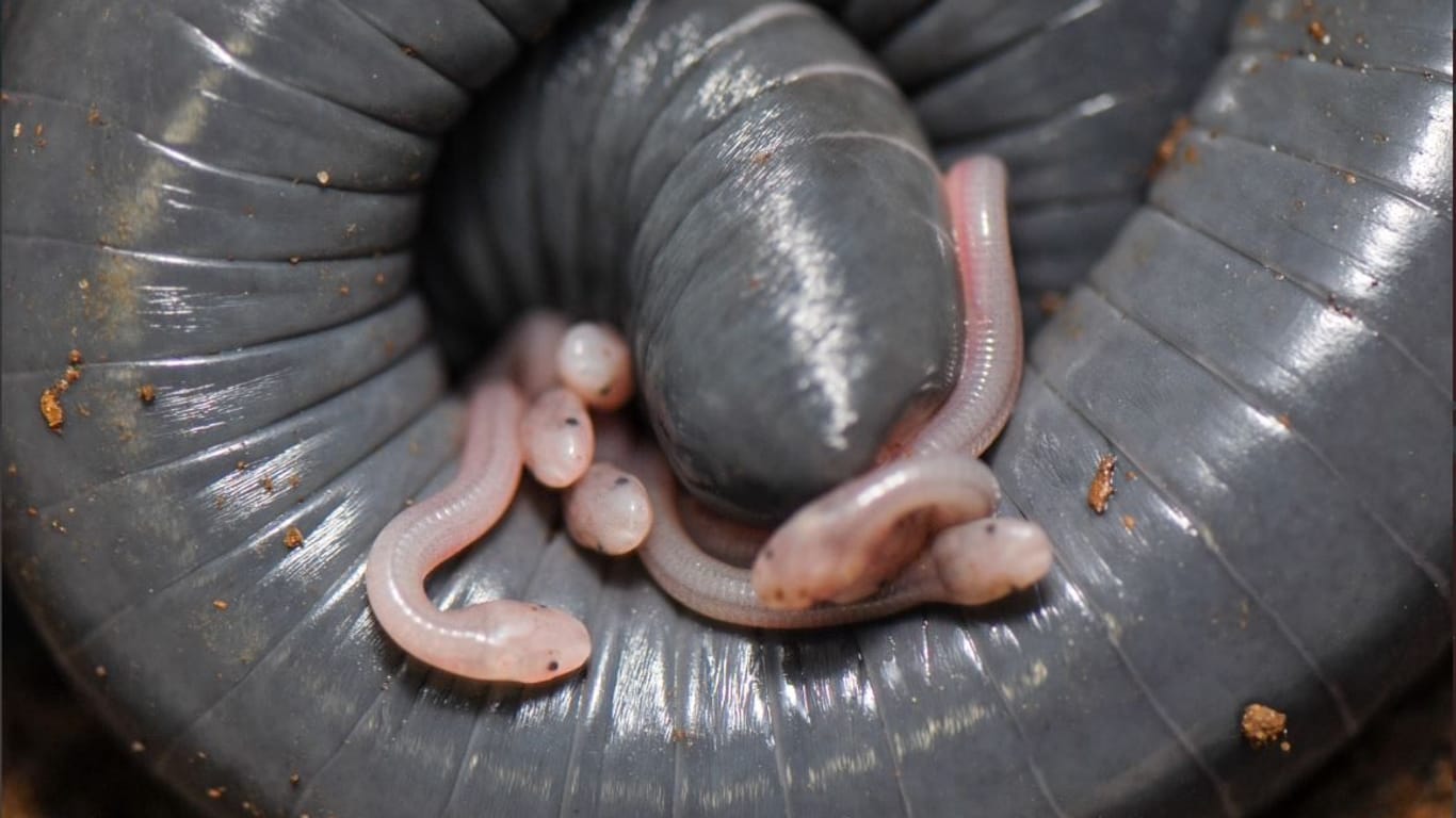 Siphonops annulatus: Die Schlüpflinge des wurmartigen Amphibiums drängen sich an der Stelle, an der die Mutter eine milchige Flüssigkeit absondert.