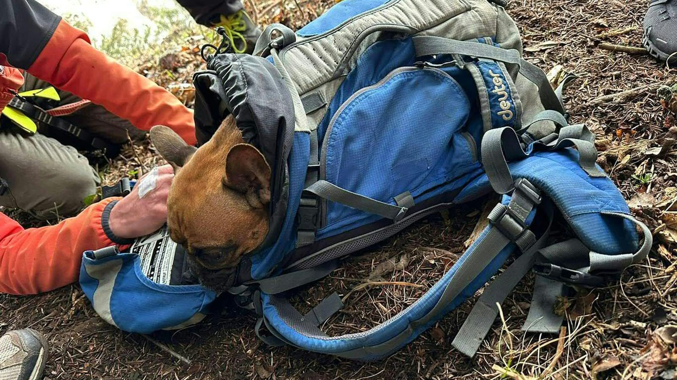 Eine zweijährige Französische Bulldogge steckt nach ihrer Rettung in einem Rucksack. Der Hund war auf der Hohen Wand in Niederösterreich rund 30 Meter im steilen Gelände abgestürzt.