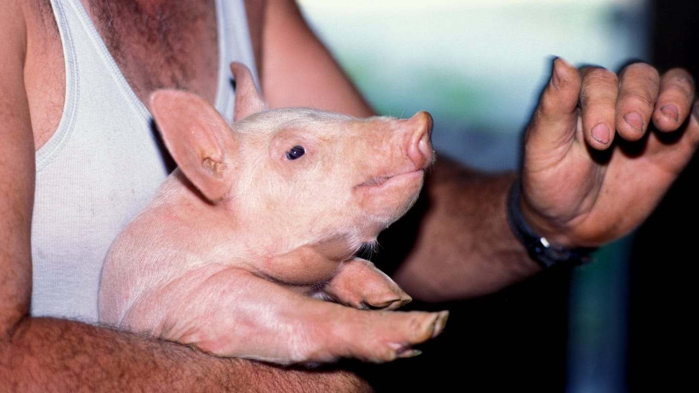 Hausschwein in den Armen eines Landwirts (Symbolbild): Die Tiere ließen sich alles andere als leicht einfangen.