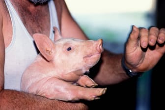Hausschwein in den Armen eines Landwirts (Symbolbild): Die Tiere ließen sich alles andere als leicht einfangen.