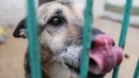 Tierheim Hamburg: Hund hat ungewöhnliche Angst – Wer nimmt Alvin auf?