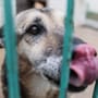 Tierheim Hamburg: Hund hat ungewöhnliche Angst – Wer nimmt Alvin auf?
