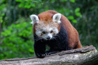 SPORT DU-MITTE/Duissern: Der SSB und der Zoo präsentieren das tierische Maskottchen für den Zoolauf. Diesmal: die roten Pandas