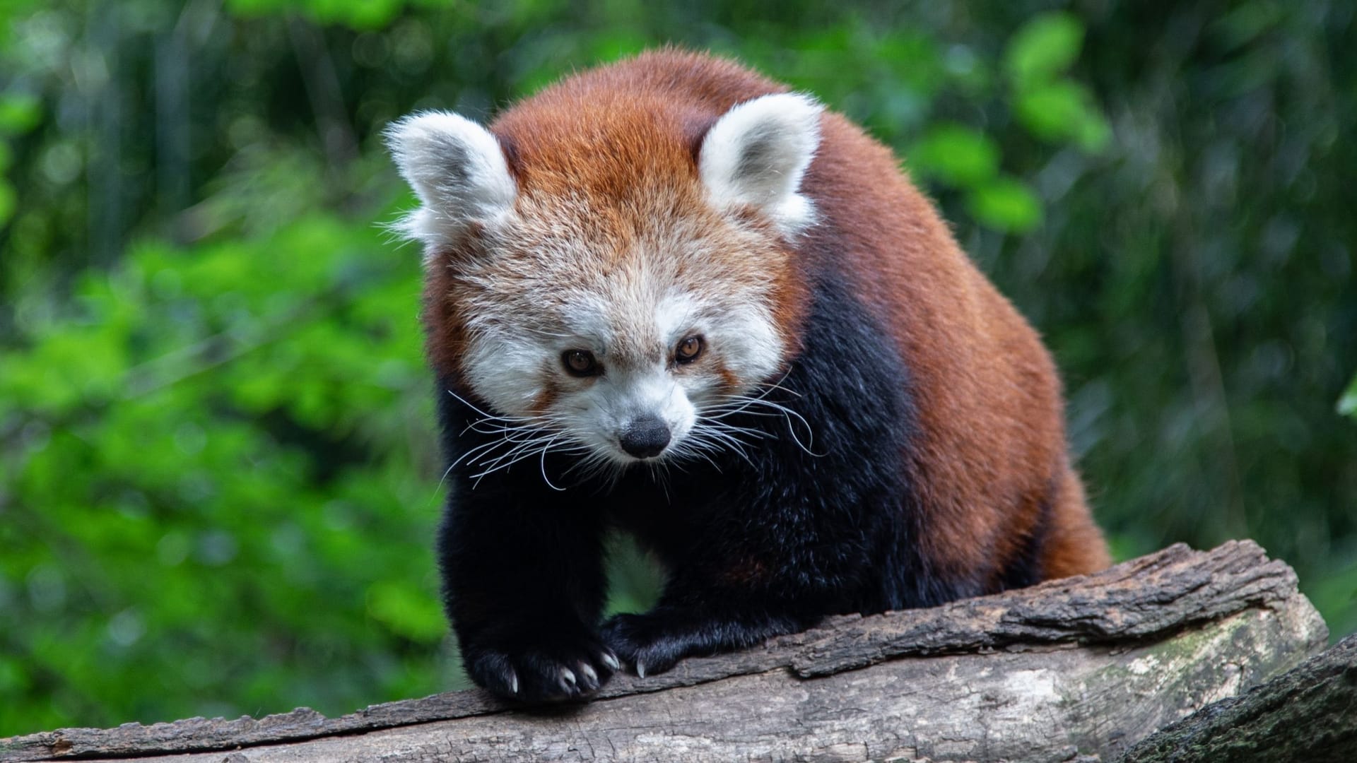 SPORT DU-MITTE/Duissern: Der SSB und der Zoo präsentieren das tierische Maskottchen für den Zoolauf. Diesmal: die roten Pandas