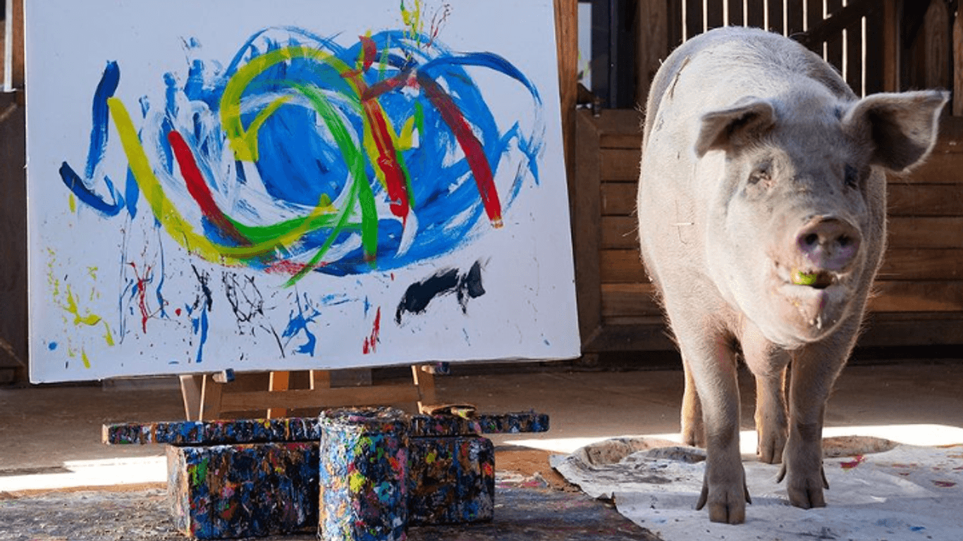 Pigcasso beim Malen: Das Schwein wurde acht Jahre alt.
