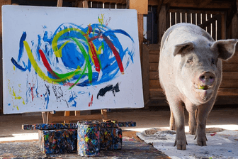 Pigcasso beim Malen: Das Schwein wurde acht Jahre alt.