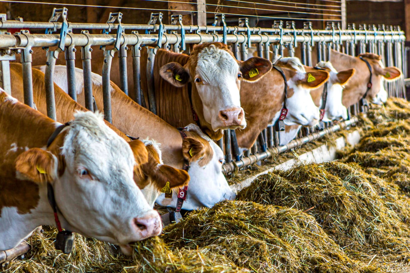 Kühe im Stall (Symbolbild): Am Donnerstag kommt in Berlin unter anderem der Milchindustrie-Verband zusammen, um über die Zukunft der Milchwirtschaft zu beraten.