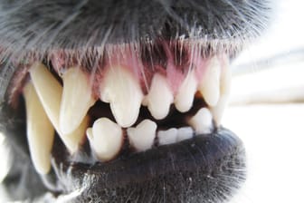 Hund zeigt seine Zähne (Symbolbild): In Offenburg ist Kind von einem Hund angegriffen worden.
