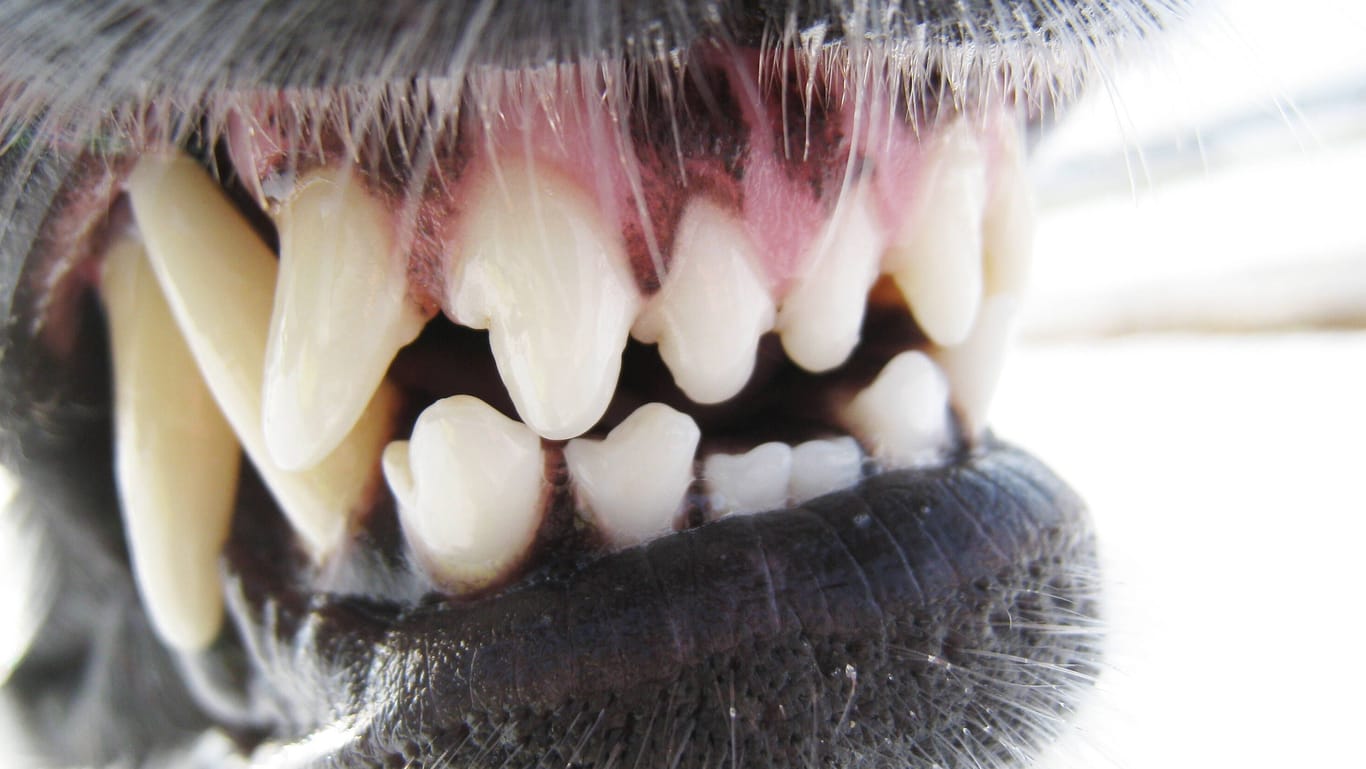 Hund zeigt seine Zähne (Symbolbild): In Offenburg ist Kind von einem Hund angegriffen worden.