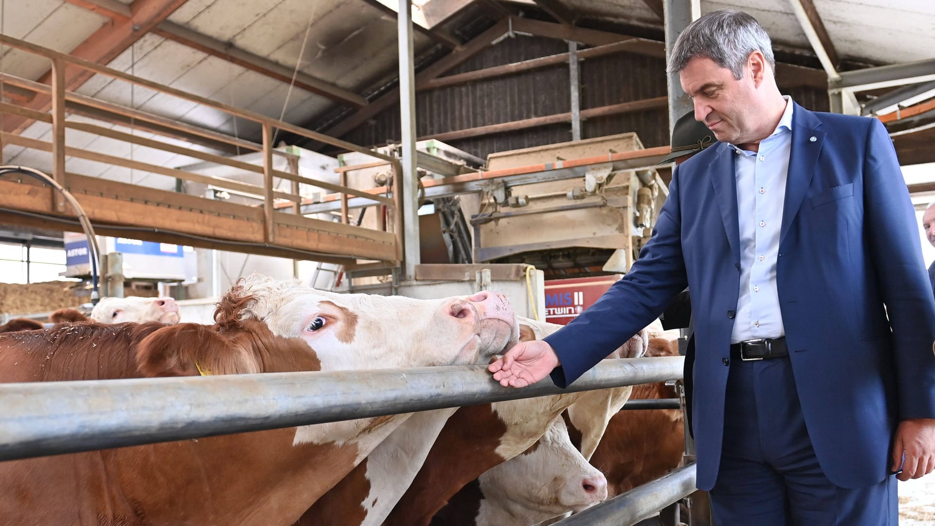 Markus Söder in einem Kuhstall (Archivbild): Die Tierrechtsorganisation wirft ihm vor, alles andere als ein Tierfreund zu sein.