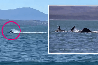 Orca frisst Hai vor den Augen von Touris