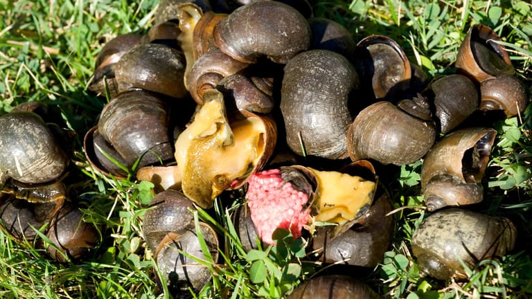 Pinke Eier im Garten? Eier der Apfelschnecken vernichten