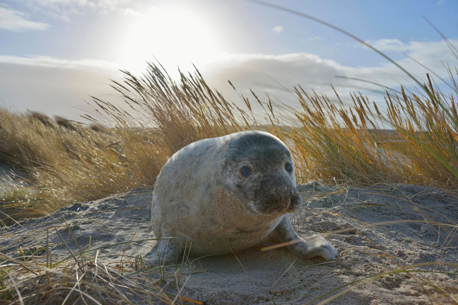 Geografie-Quiz: Wie gut kennen Sie die Nordsee? Beweisen Sie hier Ihr Wissen kostenlos.