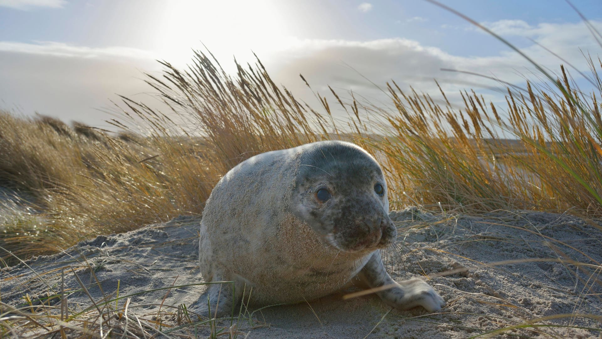 Geografie-Quiz: Wie gut kennen Sie die Nordsee? Beweisen Sie hier Ihr Wissen kostenlos.