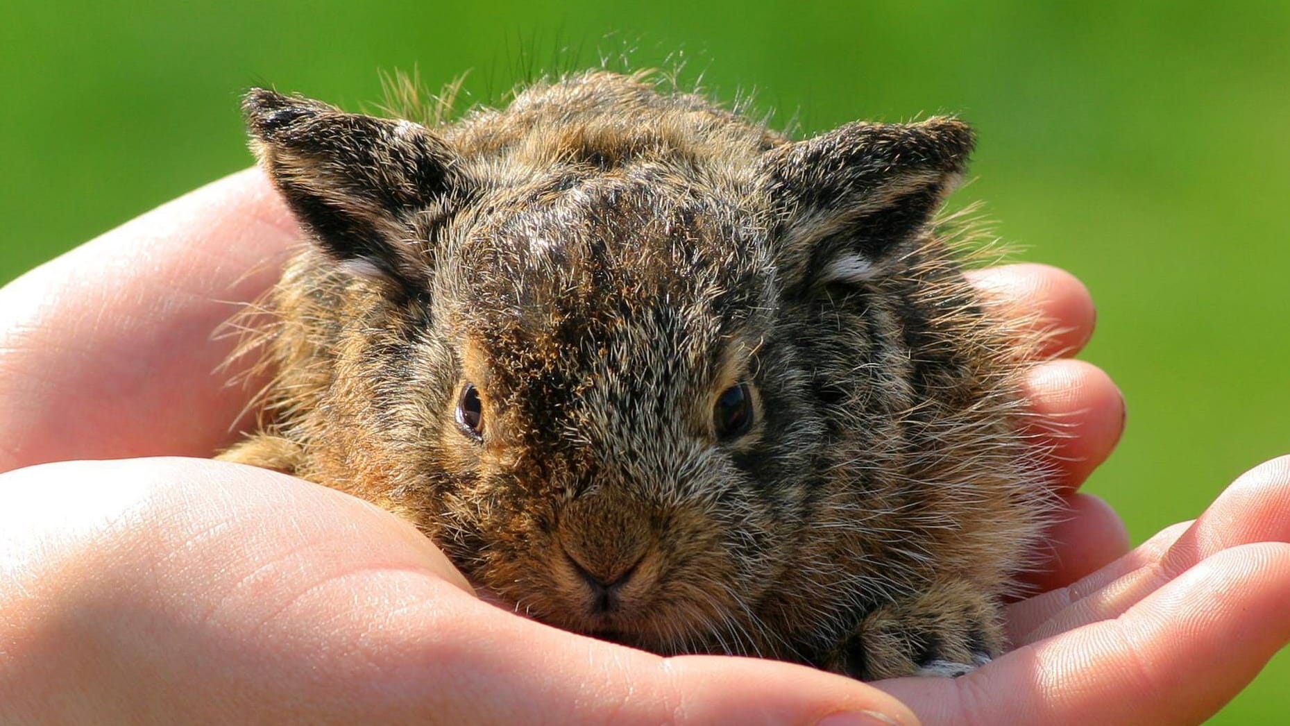 Ein Feldhasenbaby: Frohe Ostern!