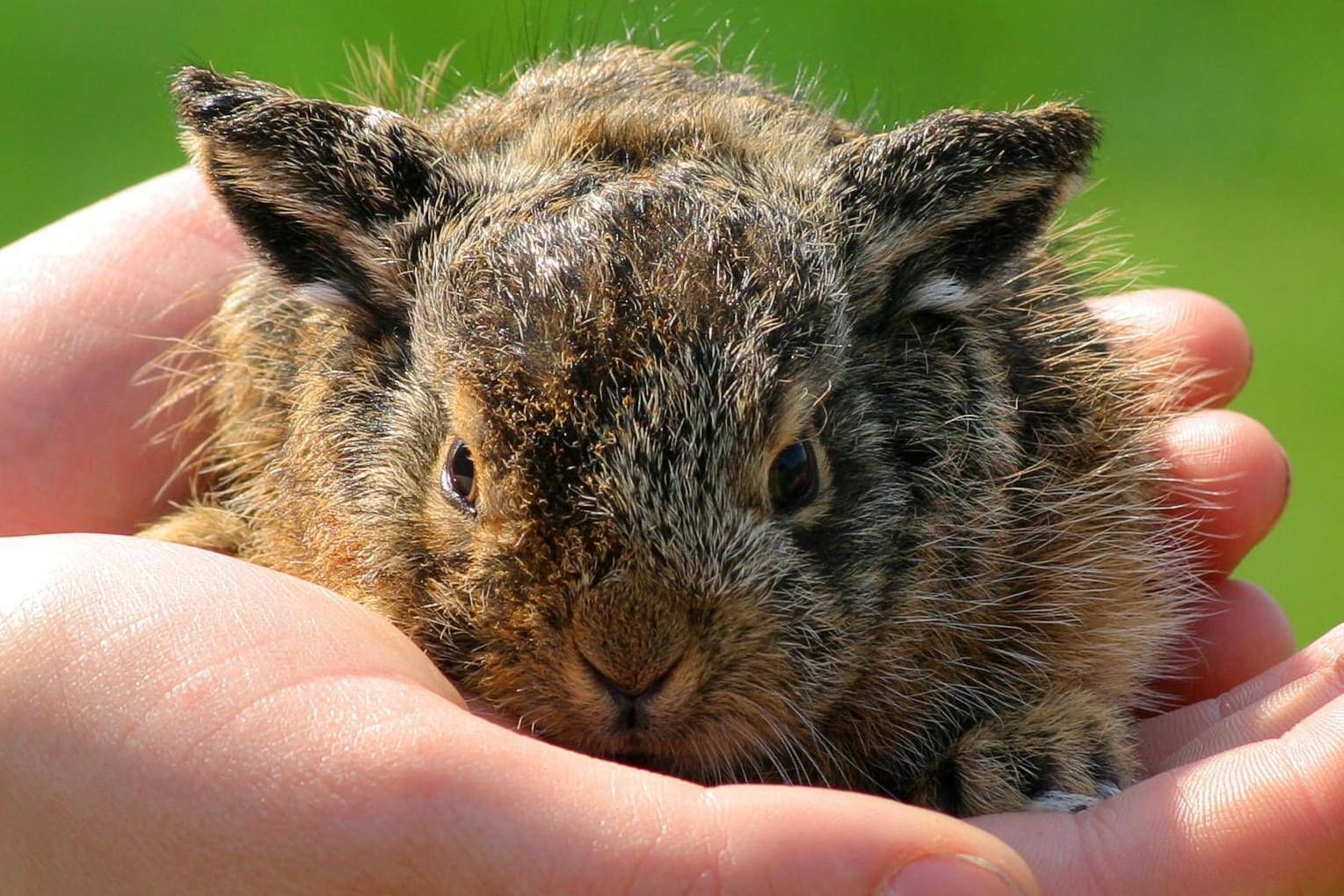 Ein Feldhasenbaby: Frohe Ostern!