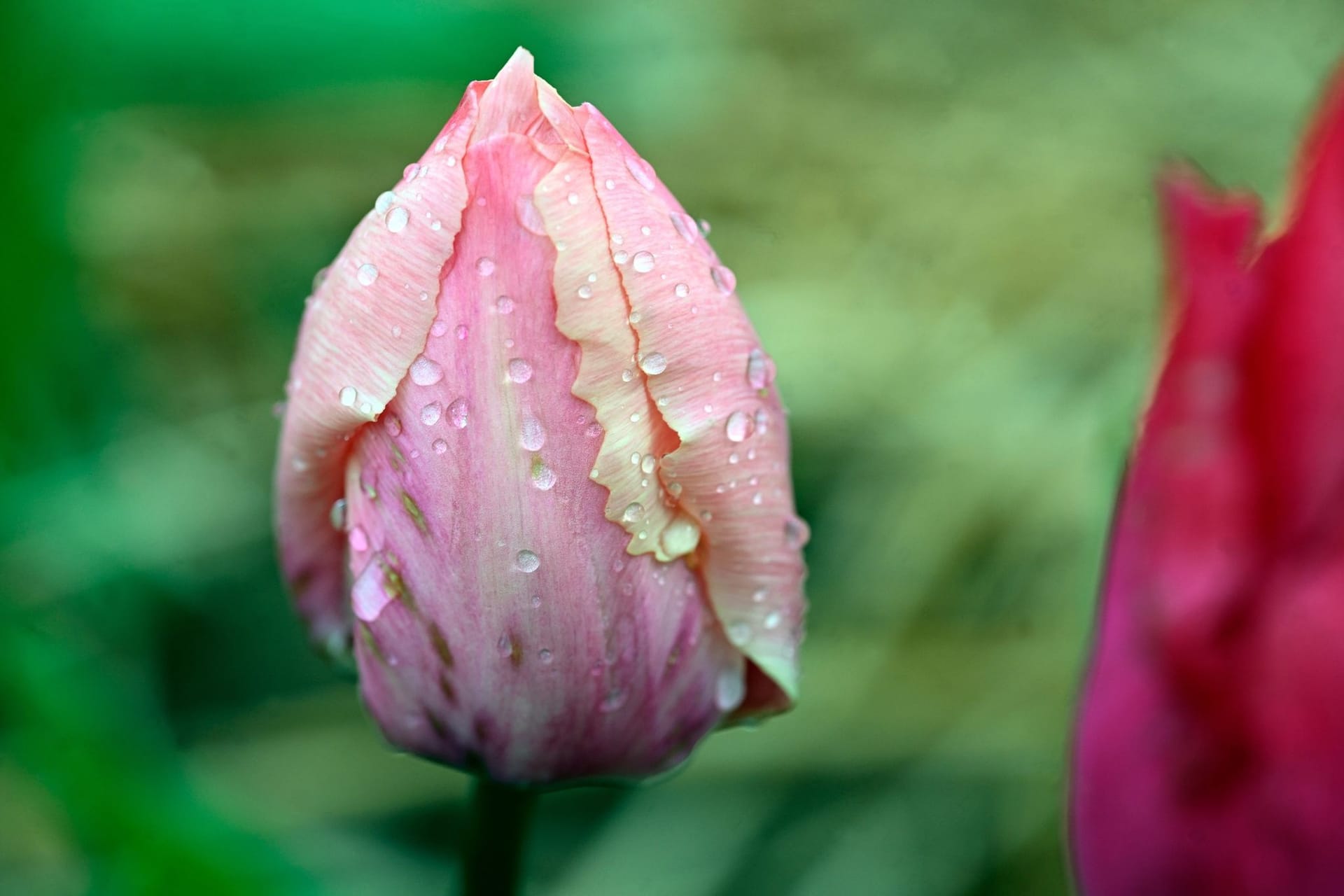 Tulpe im Regen