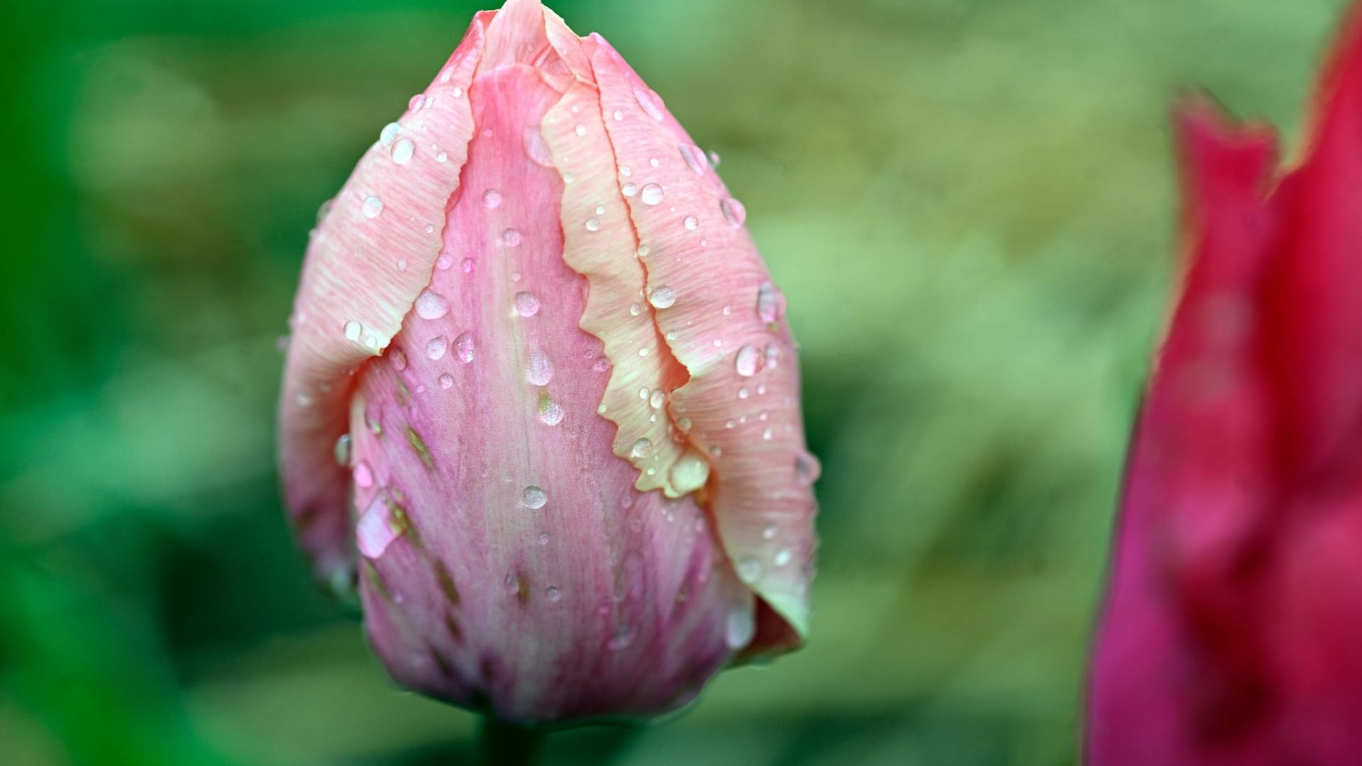 Tulpe im Regen Tulpe im Regen