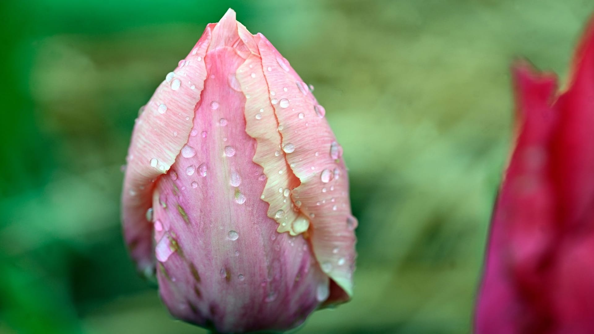 Tulpe im Regen