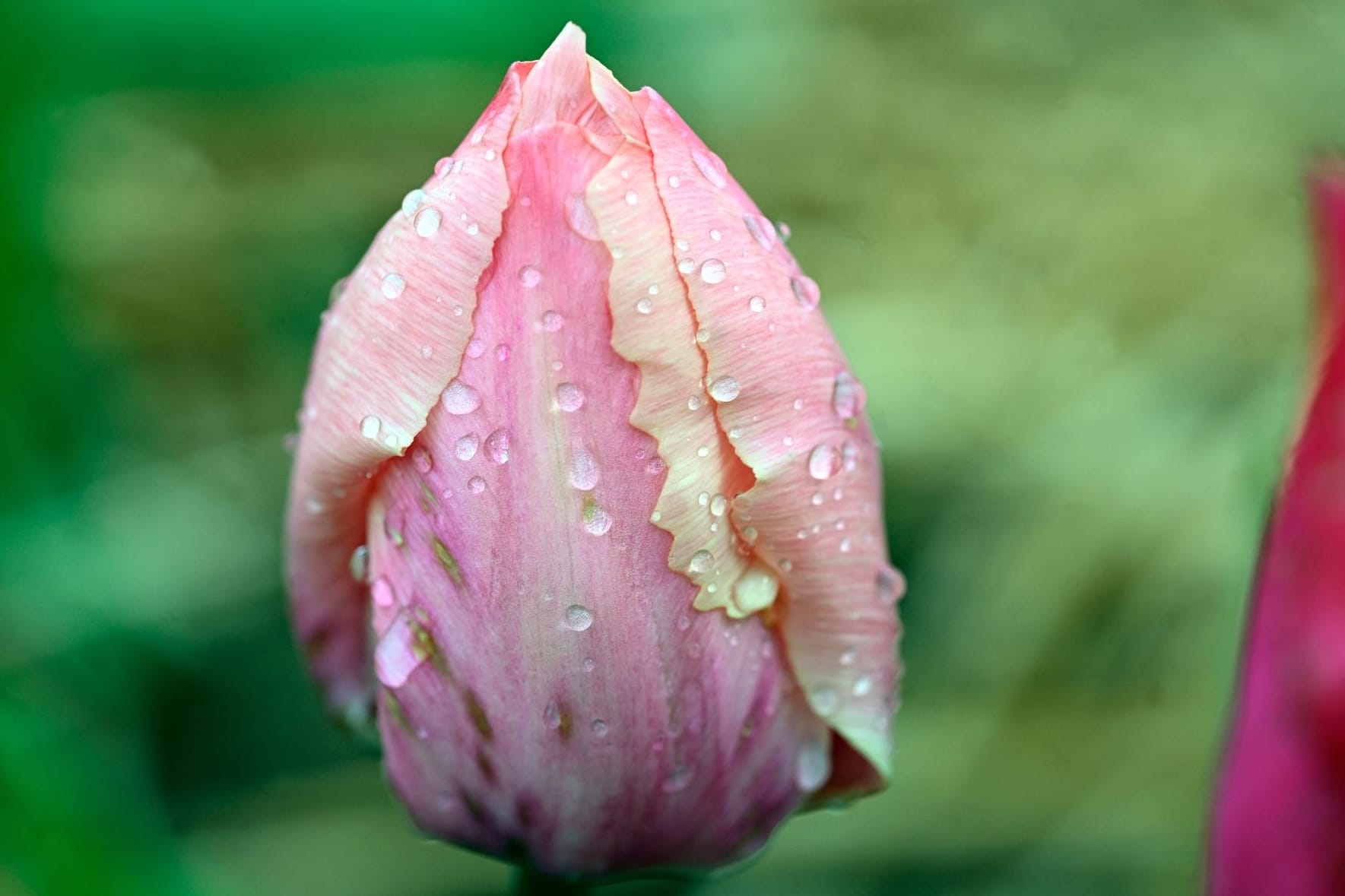 Tulpe im Regen