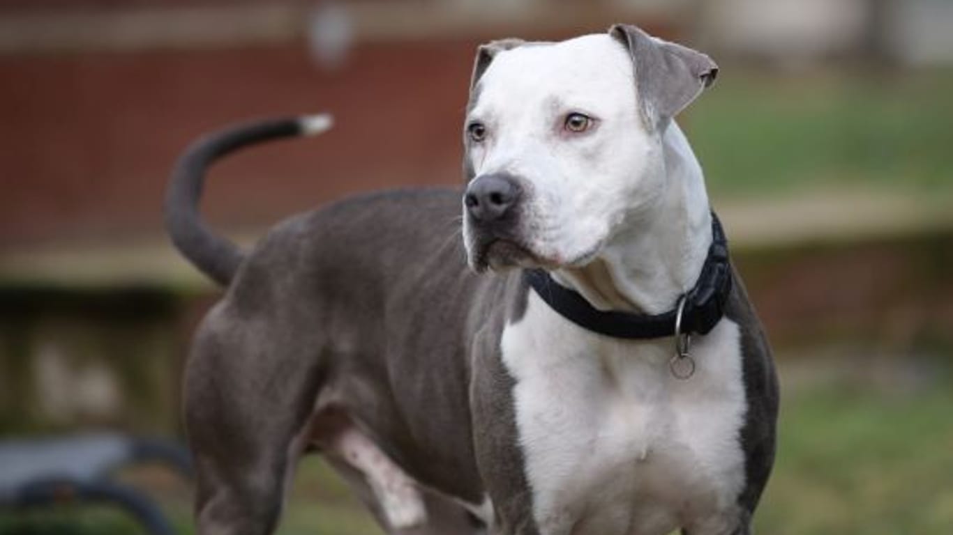 Hund Paco: Der Staffordshire-Terrier-Mix hatte bisher kein schönes Leben. Hat er eine Chance auf ein Happy End?