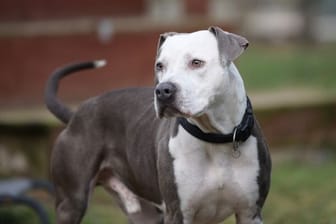 Hund Paco: Der Staffordshire-Terrier-Mix hatte bisher kein schönes Leben. Hat er eine Chance auf ein Happy End?