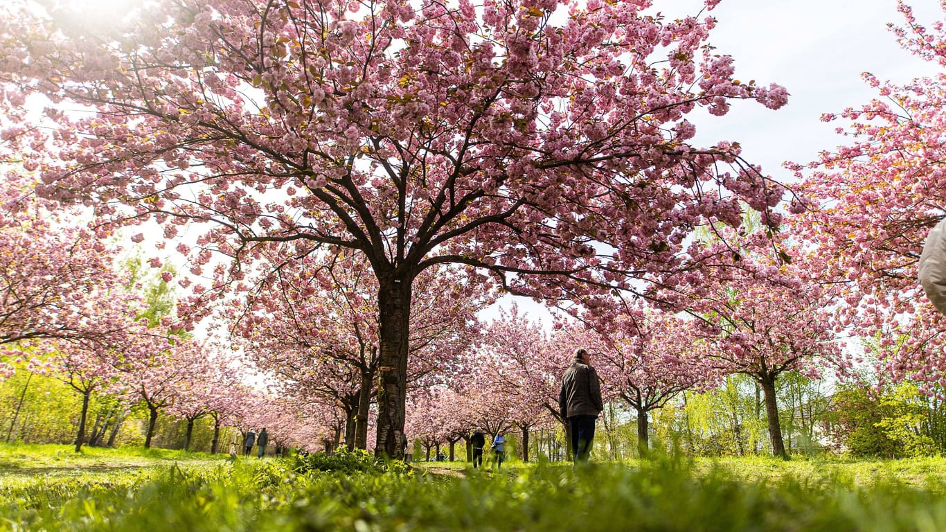 Kirschblüten am Mauerweg (Archivfoto): Der Frühling kehrt zu Ostern nach Berlin zurück.