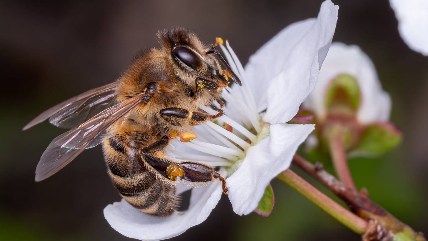 Biene auf einer Blume (Archivbild): Das ist ein sehr viel besserer Ort für eine Biene als ein Hubschrauber.